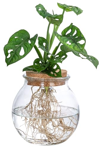 Dehner Waterplant Fensterblatt, Monstera adansonii, Wasserpflanze im Kugelglas, Ø 12 cm, Höhe 25 cm, Zimmerpflanze