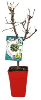 Verdecora Peral Enano Residuo cero en maceta 5L | Pyrus spp. | Árbol frutal natural planta de exterior | Cultivado sin uso de productos químicos