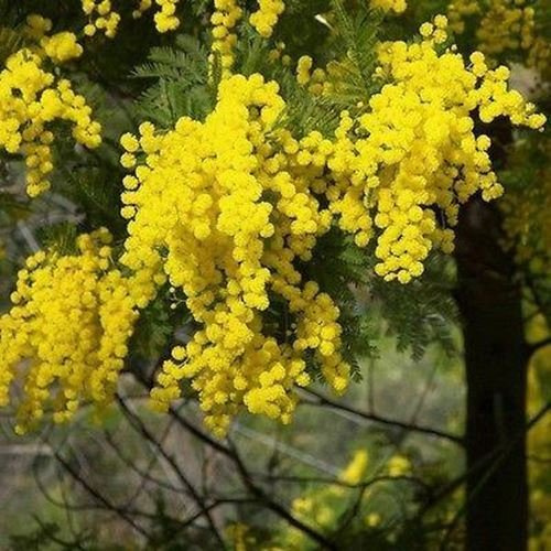 20 Samen Goldene Mimosen-Baum-Samen (Acacia Baileyana)