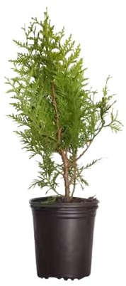 Thuja Natural Planta de Exterior Resistente y de Riego Moderado