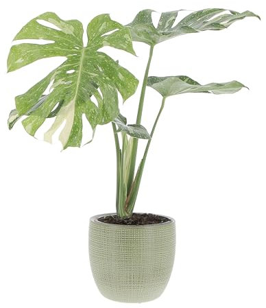 KENTIS - Monstera Thai Constellation - Piante Rare da Interno Ornamentali - Pianta Vera da Appartamento Purifica Aria - H 60/70 cm Vaso Ø 17 cm