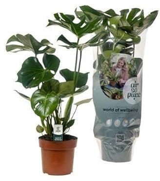 Köstliches Fensterblatt Monstera Deliciosa – Zimmerpflanze – Ø17cm – 55cm – Trendiges Fensterblatt – Luftreinigend & Pflegeleicht