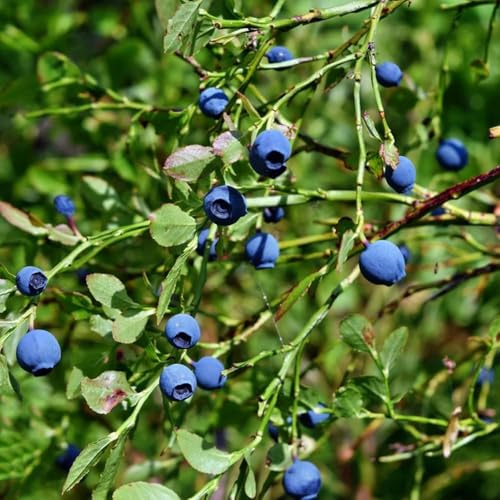 heidelbeeren topfpflanzen winterfeste obstpflanzen Premium frühlingsblumen für sonnige plätze stauden obstsamen Heidelbeere 300samen