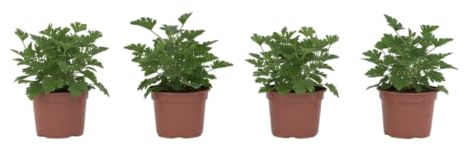 Pack Verano Fresco – Cuatro Geranios Limón Naturales en Maceta | DECOALIVE Plantas de Exterior Decorativas