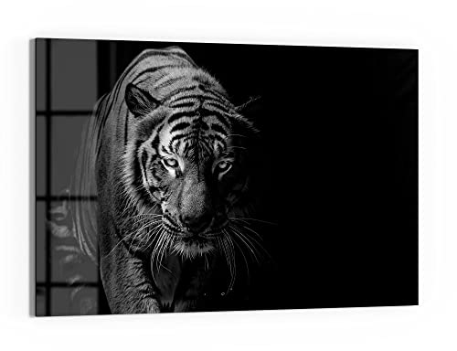 DEQORI Glas-Magnettafel | 60x40 cm groß | Motiv Tiger auf der Pirsch | Memo-Board aus Glas | Magnetboard inkl. Magnete, Stift & Tuch für Küche & Büro | Tafel magnetisch & beschreibbar