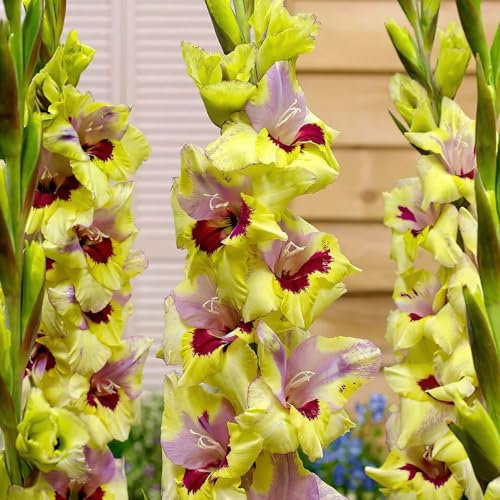 10 x Gladiolus Oracle – Tricoloured Blooms – Summer Flowering Bulbs – Perennials – Adds Drama to Borders – for Your Beautiful Garden