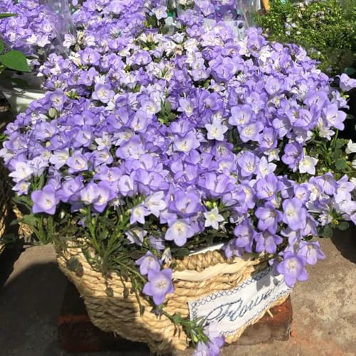 Semi di campanula-Campanula media,giardino interno semi di perenni resistenti resistenti all'esterno 450pcs