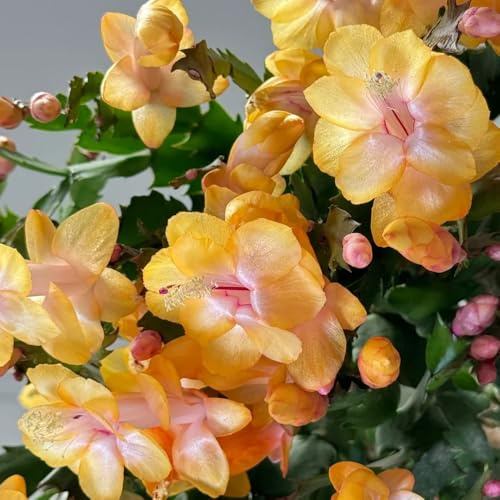 cactus di natale per l' di decorativo rampicanti 130semi