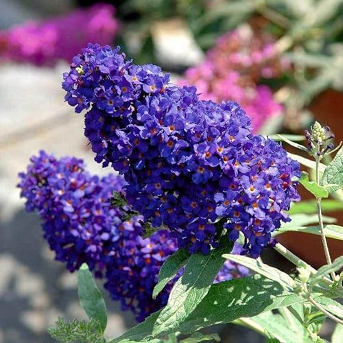 Zwerg-Sommerflieder, Buddleja davidii BUZZ™ 'Midnight'(s), schwarzblau, Topf 5 l