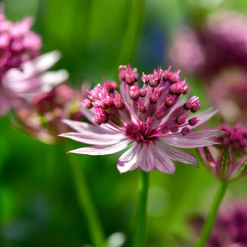 stella semi di ombrella, campo da balcone ombrella di stelle, perenni resistenti, esotiche resistenti 85pcs