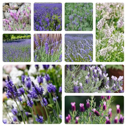Semi di lavanda, resistenti all'inverno, decorazione balcone, inestivi, 1200pcs