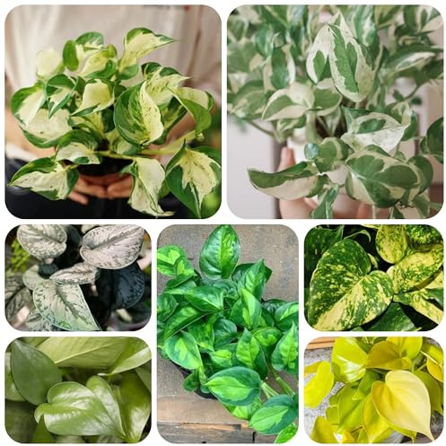 pothos decorazioni autunnali per il soggiorno semi di pothos da giardino resistenti verdi sospese sospese decorazione recinzione viticci decorative esotiche 160semi