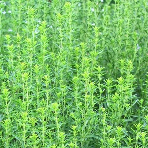 semillas de ajedrea perenne - cobertura del suelo exóticas resistentes 350pcs