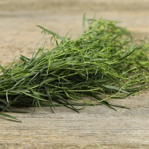 semillas de estragón extraño de balcón jardín jardineros resistentes jardines rocas exótico variedades antiguas 1000pcs