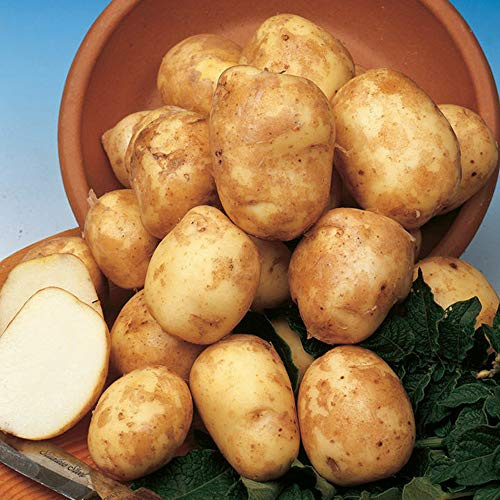 Seed Potatoes - Easy to Grow Finest Varieties - for Your Beautiful Kitchen Garden (10 x Pentland Javelin)