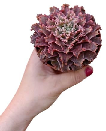 Graptoveria Starfire succulenta idrido foglie rosa carnose pianta grassa hybrid