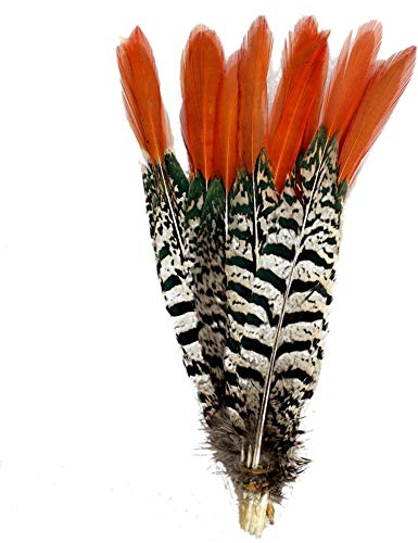 Sowder 10pcs Red Lady Amherst Pheasant Plumage Feathers 8-10 Inches for Home Wedding Decoration