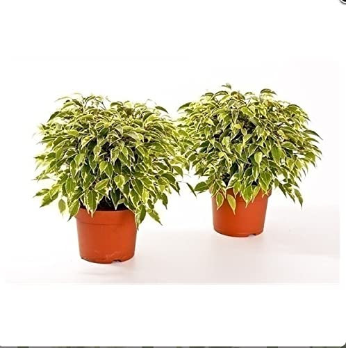 Ficus Benjamina Variegated Kinky Weeping Fig