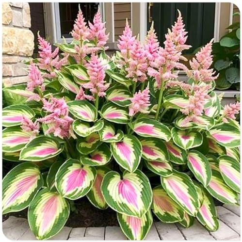 Rhizome hosta/Bulbi di hosta perenni-Giardini/Balconi/Profumati/Facili da curare-10 Rhizome-H