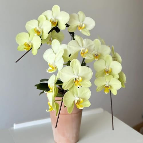 orchidee Phalaenopsis semi di per balcone semi di orchidea interno, autunnali d'appartamento rare selvatici esotici per 130semi