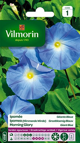 Vilmorin 5323541 Ipomée à Grande Fleur, Bleu, 90 x 2 x 160 cm