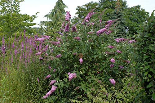 Buddleja davidii 'Pink Delight' 60 cm – Winterhart, Mehrjährig, Pflegeleicht – Sommerflieder – Zierstrauch für Garten & Terrasse