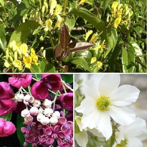 3 x Immergrüne Kletterpflanzen Mix: Geißblatt Henryi (Rot) + Akebia Quinata (Rot) + Clematis Early Sensation (Weiß) | 3 X 1,5 Liter Topf