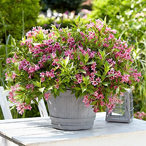 YouGarden Weigela 'Picobella Rosa', Established Plant in an 8cm Pot, Ready to Plant