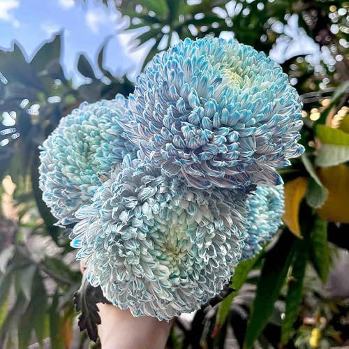 semi di crisantemo, decorative giardino balconi 400pcs