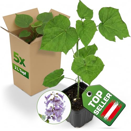 5x Blauglockenbaum Paulownia Shandong im 2-3 L Topf – schnellwachsender Kiribaum mit blauvioletten Glockenblüten – winterhart bis ca. -15 °C/-20 °C – Zier- & Schattenbaum – als Wertholzbaum geeignet
