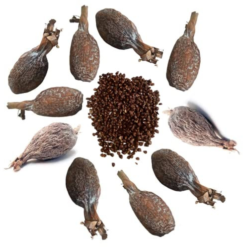 Maniguettes x10 entière - poivre alligator - graine de paradis