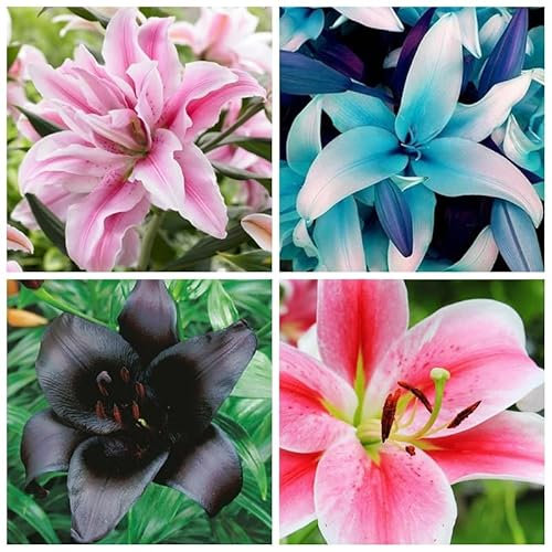 Lilienzwiebeln, Blumenzwiebeln,Riesenlilien Baumlilien Winterhart MehrjäHrig, Winterhart MehrjäHrig,Temperament,Frische Luft, Blumenzwiebeln, Gartenpflanzen-6zwiebeln-E