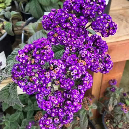 semi di vaniglia - giardino Heliotropium arborescens - balcone autunnali resistenti come per gli ospiti perenni resistenti 20pcs