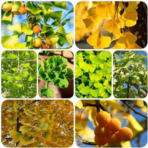 ginko - interno autunnali per zone soleggiate sempreverdi giardino resistenti resistenti esterno in vaso decorazioni autunnali 12semi