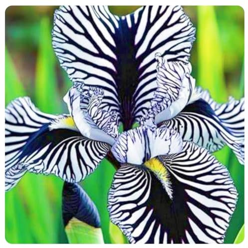 Rare Plants iris Bulbs UK iris Plant(Wedding Flowers,Plant Bulbs)-8bulbs-e
