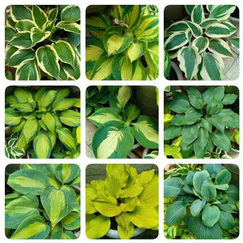 semi di hosta, regali sostenibili Hosta plantaginea, da balcone resistente perenni da giardino roccioso resistenti rare 300pcs