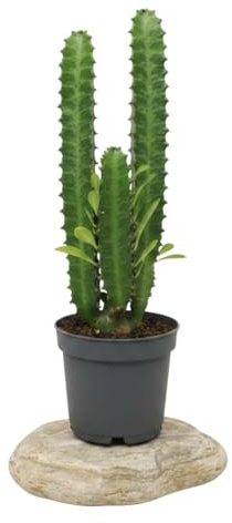 Euphorbia Trigona Verde Cactus Euforbia Verde DECOALIVE | 12 cm de Maceta | 25 cm para Decoración Minimalista