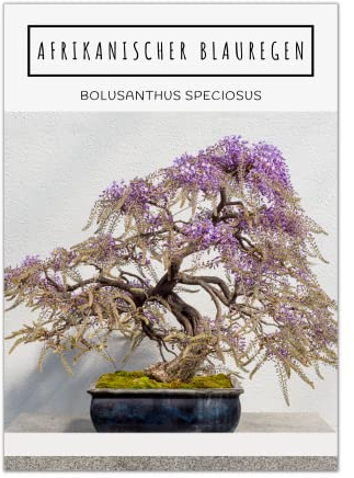 Exotische Bonsai Samen mit hoher Keimrate - Pflanzen Samen Set für deinen eigenen Bonsai Baum (1x Afrikanischer Blauregen)