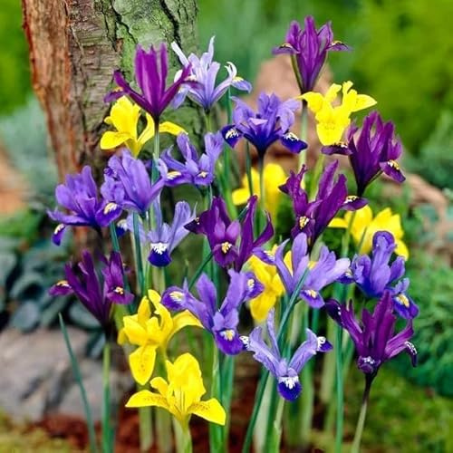 Votaniki Dwarf Specie Iris Mix (Mini Iris) – Perennial & Fragrant Flowering Bulbs, Long Lasting Blooms | Iris Reticulata and Danfordiaea Mix Bulbs for Planting | Easy to Grow (10 Pack)