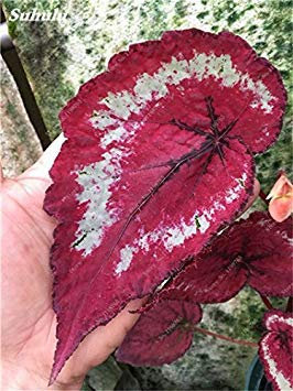 Vista 120 Pcs Belle Bégonia Graines Bonsaï Fleurs En Pot De Bégonia Plantes Pour Jardin Balcon Coleus Graines Beauté Votre Jardin Personnel 13:Seeds Only