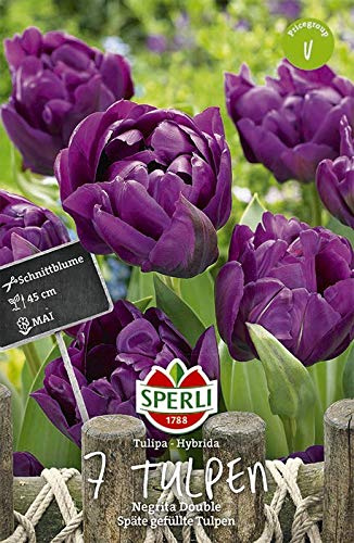 Sperli 453126 Tulpe Negrita Double (7 Stück) (Herbstblumenzwiebeln)