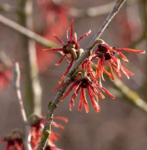 Zaubernuß Diane 30-40cm - Hamamelis intermedia - lebende Gartenpflanze aus den Baumschulen