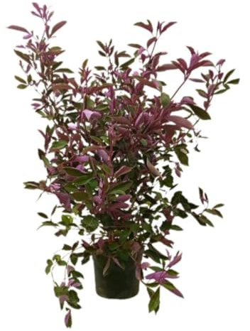 Planta natural Vitex Trifolia Purpurea, 50-60 cm. Arbusto tropical con hojas violetas, usado en medicina tradicional por sus propiedades curativas. Segura Garden.