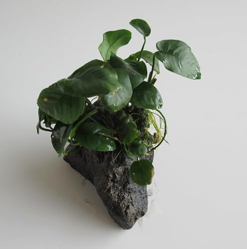 florari Black Lava Rock mit Anubias barteri - Breitblättriges Speerblatt auf schwarzem Lava-Fels