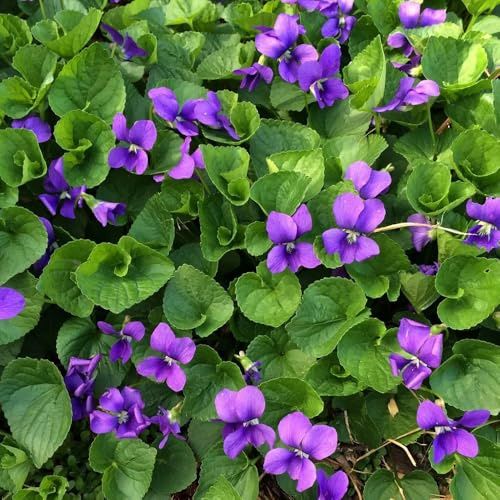semillas de violetas perfumadas, balcón del jardín de viola odorata, raras de jardín, 200pcs