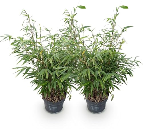 Green boutiQ - Graminées - Fargesia robusta Pingwu - Bambou - Non envahissant - Vert - 2 Plantes - Pot 23 cm - Hauteur 80 cm