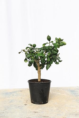 Web Garden Centre - Mini Citrus Lemon Tree Scented Plant for Outdoors, Indoors and Garden, Grows Edible Exotic Lemons. 1 x Citrus x Limon at 25cm in 1.5L Pot