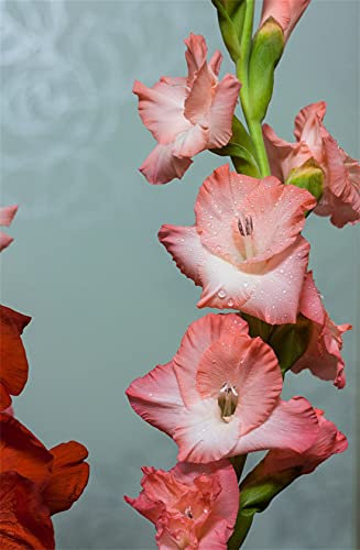 Bulbes de glaïeuls, belles fleurs pour fleurs recisi et piantagioni di giardini.Gladioli