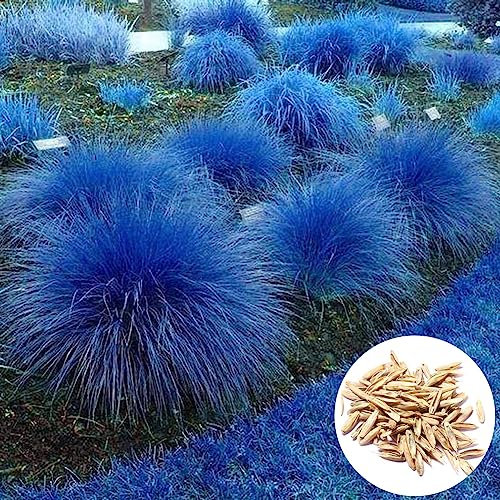 Generic Semi di citronella blu, 1000 pezzi di semi di citronella blu Cymbopogon Flexuosus Pianta da giardino Balcone Decor Semi Di Citronella
