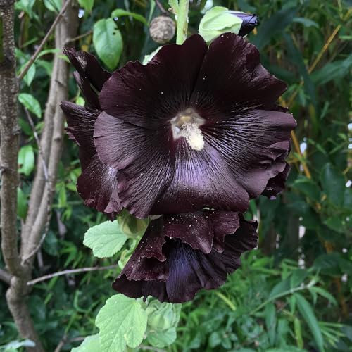 Hollyhock Nigra Single Seeds – Tall, Dramatic Black Blooms for Cottage Gardens & Back Borders – Attracts Bees – Classic Heirloom Variety with Deep Maroon-Black Petals